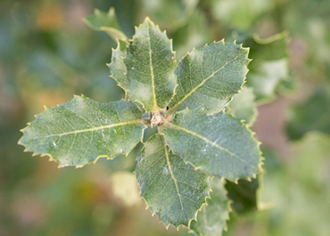 Quercus Ilex 12 Litre - image 1
