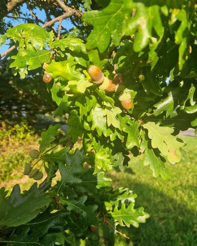 Quercus robur 12 Litre