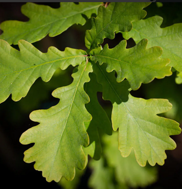 Quercus robur 12 litre - image 1