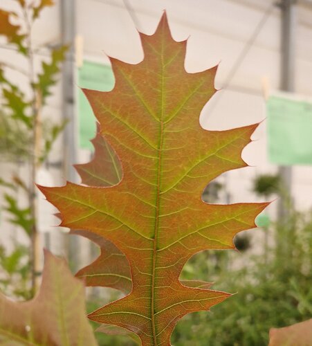 Quercus rubra 12 Litre - image 1