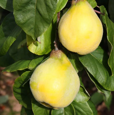 Quince Serbian Gold 12 Litre