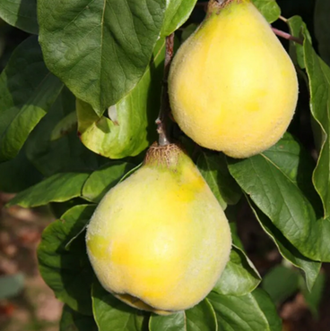 Quince Serbian Gold Quince A Half Standard 12 Litre