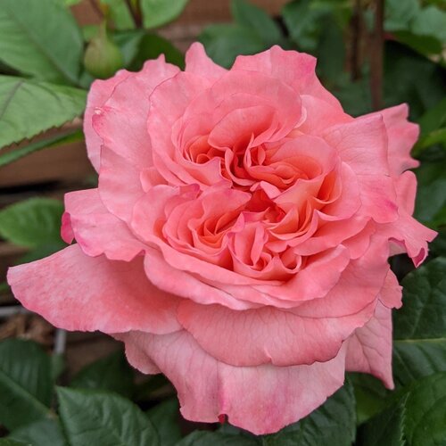 Rachel Cottage Garden Rose 5.5 Litre