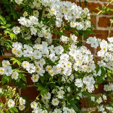 Rambling Rector Rambling Rose 6 Litre - image 1