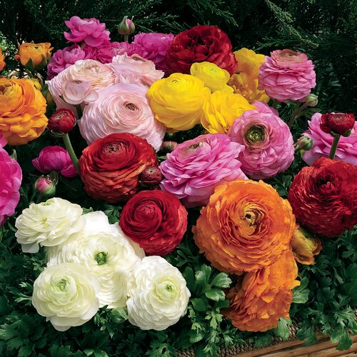 Ranunculus Mixed Container 25cm