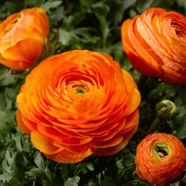 Ranunculus Orange 10.5cm
