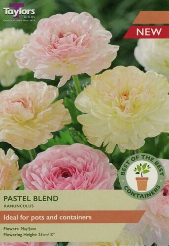 Ranunculus Pastel Blend