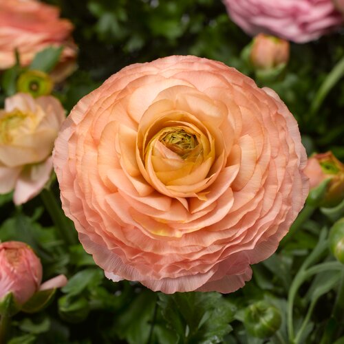 Ranunculus Pink & Peach 10.5cm