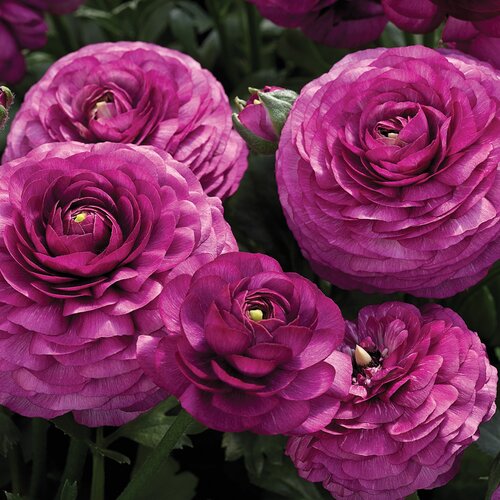 Ranunculus Purple 10.5cm