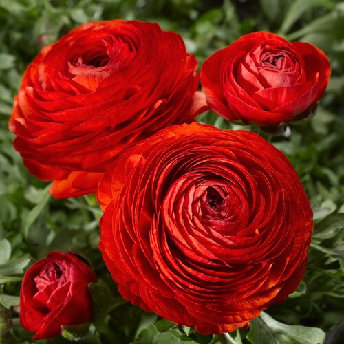 Ranunculus Red 10.5cm