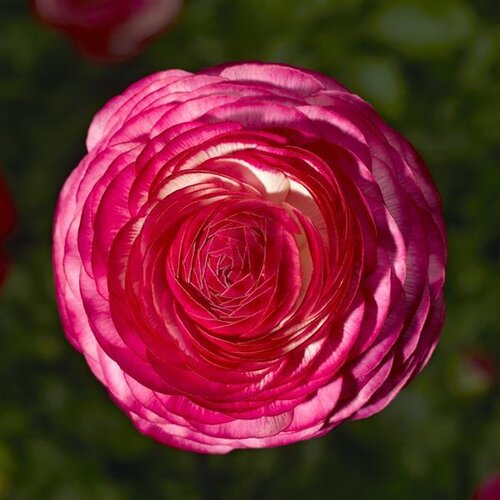 Ranunculus Rose Delight 10.5cm