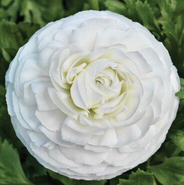 Ranunculus White 10.5cm