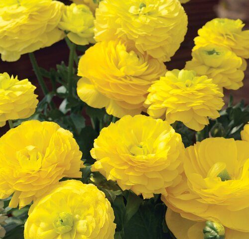 Ranunculus Yellow 10.5cm