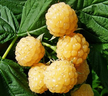 Raspberry All Gold 3 Litre