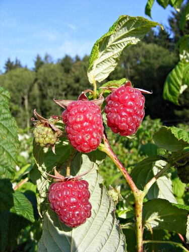 Raspberry Autumn Bliss 3 litre