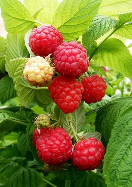 Raspberry Cascade Delight 3 Litre