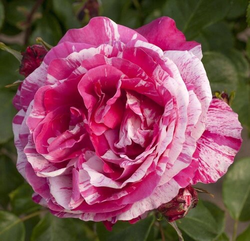 Rasberry Cream Twirl Climbing Rose 4 Litre