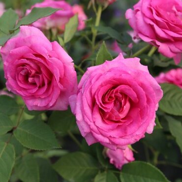 Raspberry Cupcake Bush Rose 3 Litre