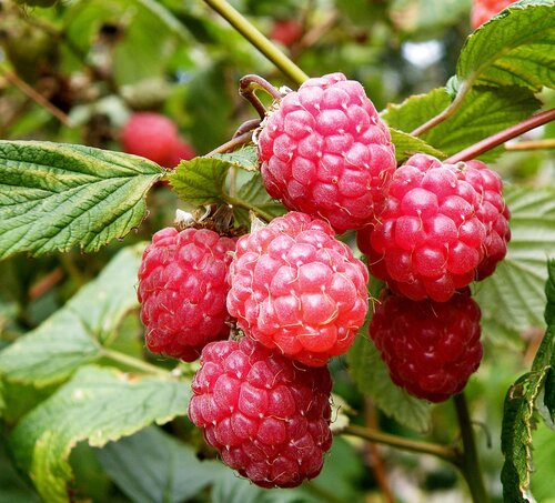 Raspberry Glen Ample 3 litre