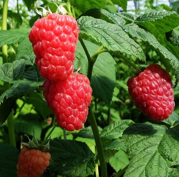 Raspberry Malling Jewel 3 litre