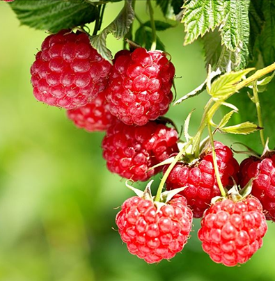 Raspberry Malling Leo 3 litre