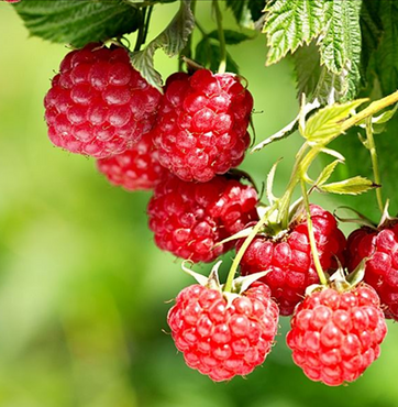 Raspberry Malling Leo 3 litre