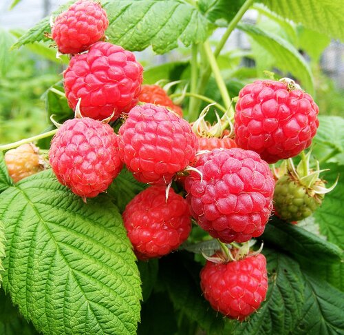Raspberry Malling Promise 3 Litre