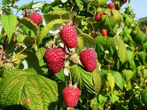 Raspberry Polka 3 litre