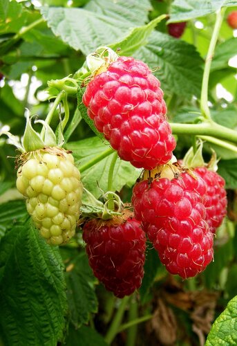 Raspberry Tulameen 3 litre