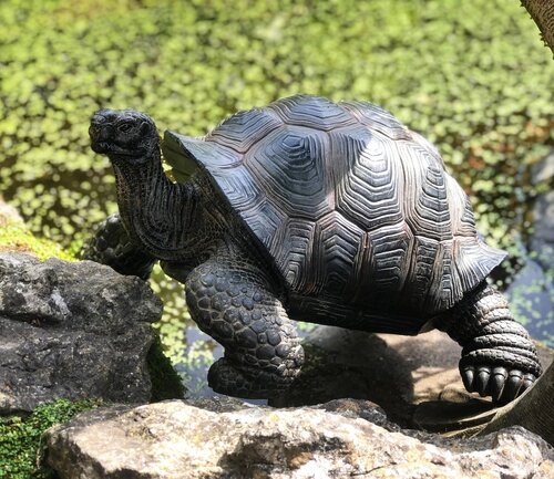 Real Life Giant Tortoise B