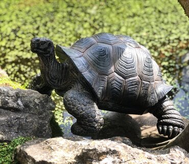 Real Life Giant Tortoise B