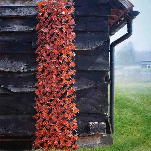 Faux Red Acer Leaf Trellis 180x60cm - image 1