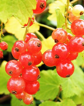 Redcurrant Jonkheer Van Tet 3 litre