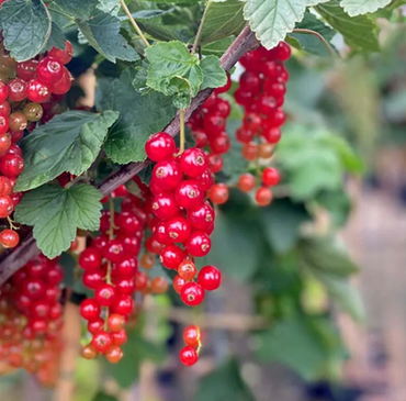 Redcurrant Laxton'S No.1 3 Litre