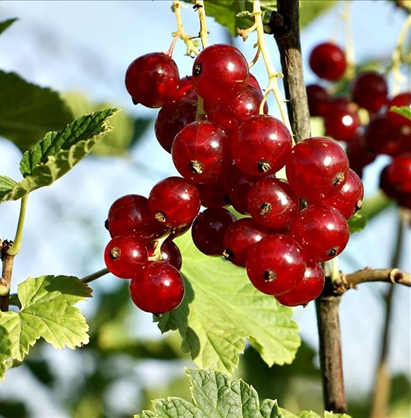 Redcurrant Rosetta 3 Litre