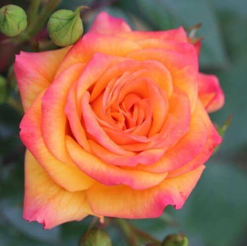 Redova Courtyard Climbing Rose 4 Litre - image 1