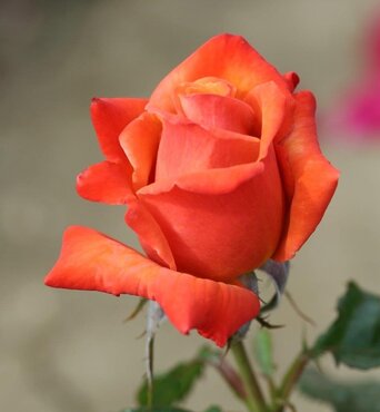 Remember Me Bush Rose 3 Litre - image 1