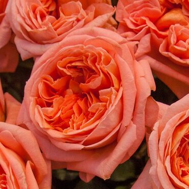 Rene Goscinny Cottage Garden Rose 5.5 Litre
