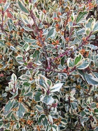 Rhamnus 'Argenteovarigata' Trellis 10 Litre - image 1