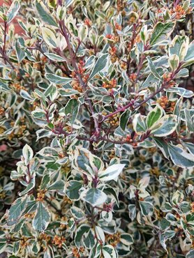 Rhamnus 'Argenteovarigata' Trellis 10 Litre - image 2