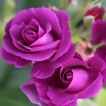 Rhapsody In Blue Bush Rose 3 Litre