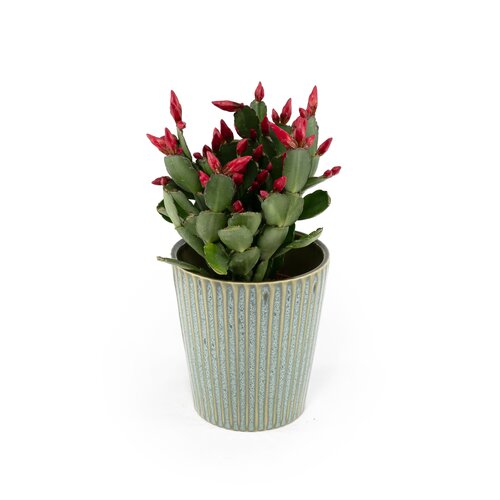 Rhipsalidopsis in Hampshire 9cm