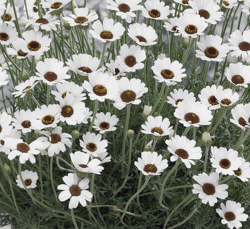 Rhodanthemum Casablanca 2 Litre