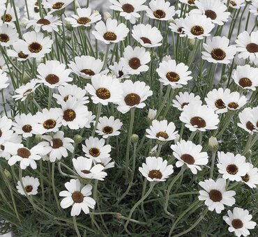 Rhodanthemum Casablanca 2 Litre