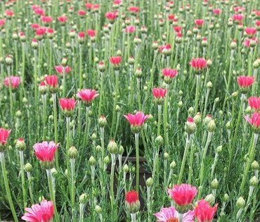 Rhodanthemum Marrakech 2 litre