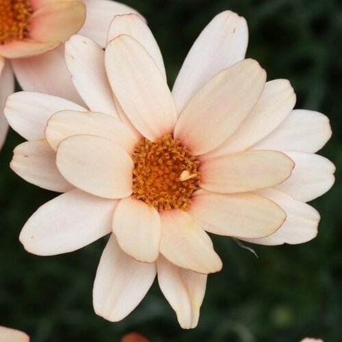 Rhodanthemum Zagora Orange 3 Litre