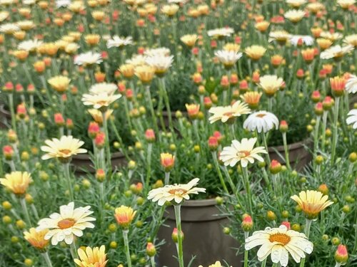 Rhodanthemum Zagora Yellow 3 Litre