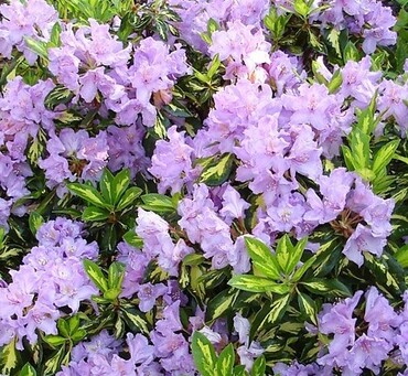 Rhododendron Blattgold 19cm