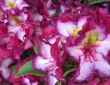 Rhododendron Bloombux Magenta 17cm