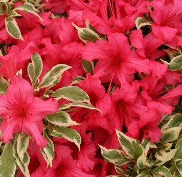 Rhododendron Bollywood 19cm